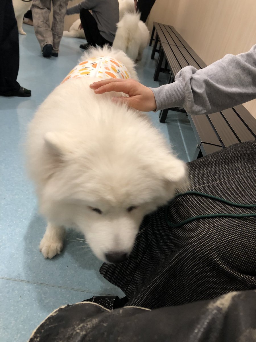 Satoru_Waku's tweet photo. いやぁ〜、サモエドが可愛過ぎた。
もふもふが38年ものの革ジャンに興味を持ったようでくわえて引っ張りよるw
癒された。
#サモエドスマイル
#もふもふ
#サモエドカフェアル大阪北堀江
#SteelEmblem https://t.co/KYV6WDjNCD