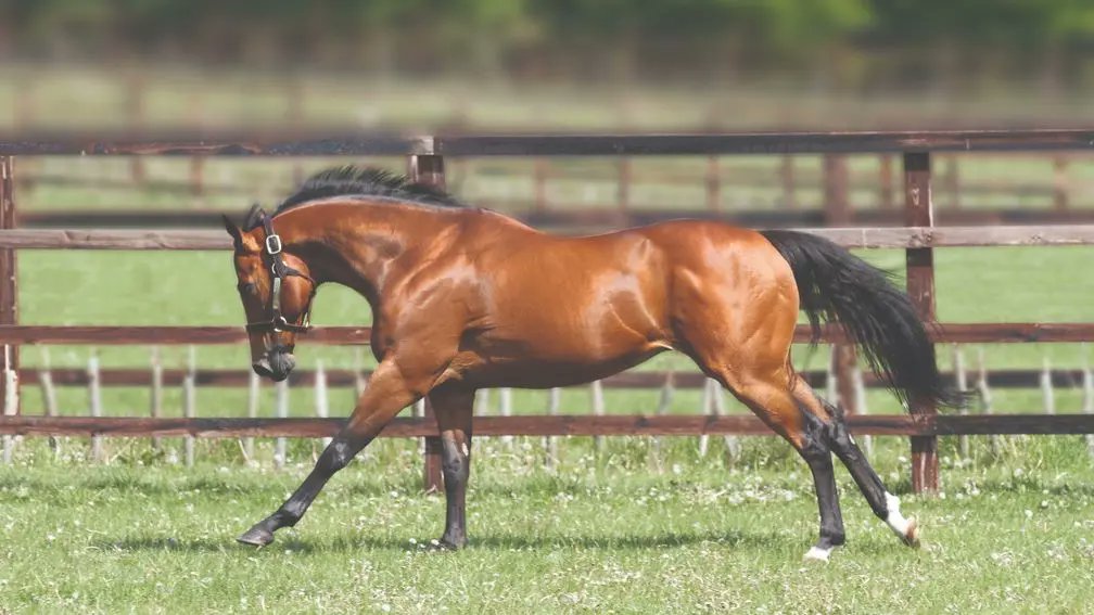 rpbloodstock's tweet photo. 🗣️ "It's a homecoming of sorts."

Group 1 winner and sire Equiano on the move to France 👉 https://t.co/lUWhjE3r9j https://t.co/YpqKrzaqMr
