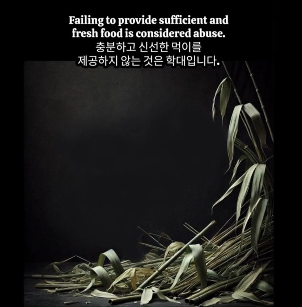 panda_fubao's tweet photo. 중국반환 후 일년도 되기전에 푸바오와 해외판다들이 겪은 수많은 비참하고 참담했던 동물학대
굶주림, 비밀접객, 온몸에 무수한 구멍 상처 자국들, 열사병으로 죽을뻔 하고, 죽순을 찾아헤매고, 쉬샹사육사의 고함 위협 굶기기 문잠그기 외부취침, 경련과  온몸떨림 방치🔥
#panda #fubao #China https://t.co/2tEpdxKQg1
