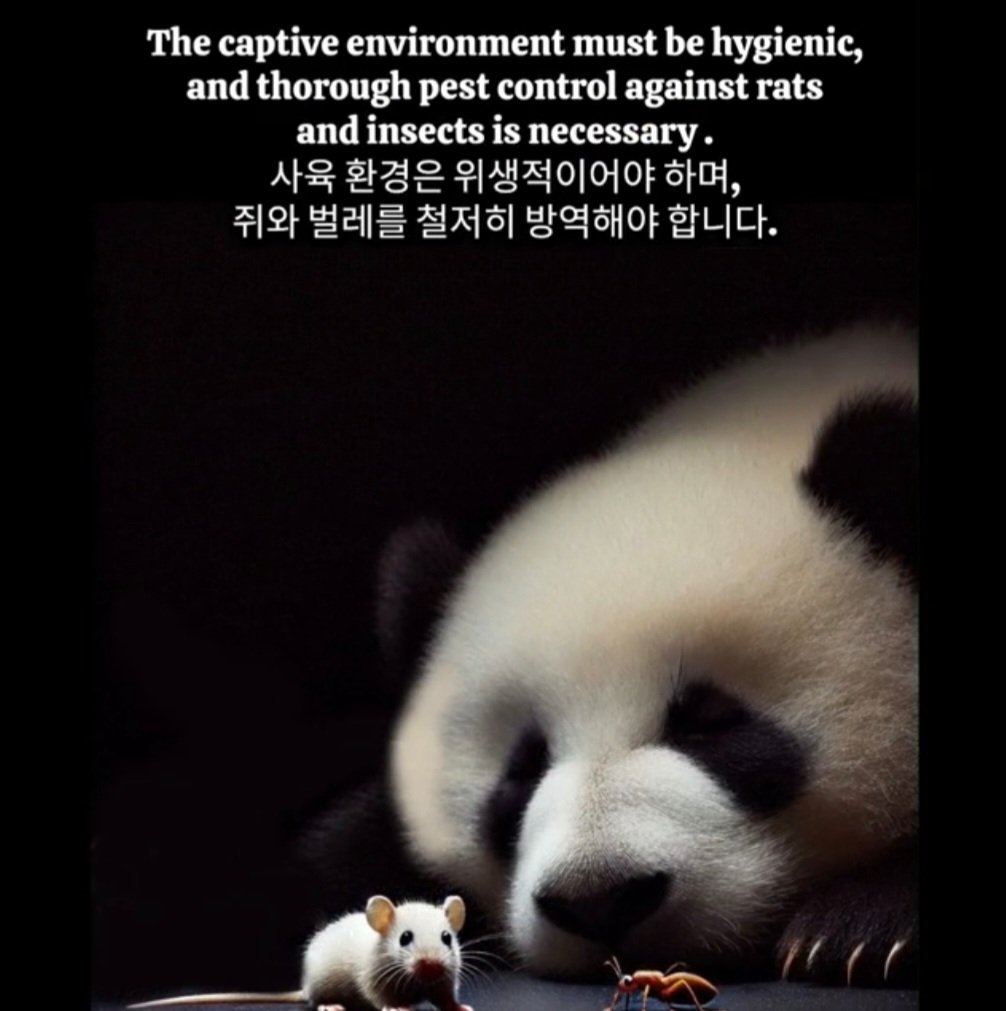 panda_fubao's tweet photo. 중국반환 후 일년도 되기전에 푸바오와 해외판다들이 겪은 수많은 비참하고 참담했던 동물학대
굶주림, 비밀접객, 온몸에 무수한 구멍 상처 자국들, 열사병으로 죽을뻔 하고, 죽순을 찾아헤매고, 쉬샹사육사의 고함 위협 굶기기 문잠그기 외부취침, 경련과  온몸떨림 방치🔥
#panda #fubao #China https://t.co/2tEpdxKQg1