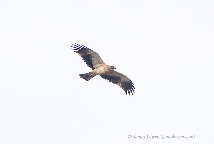 RareBirdAlertUK tweet media