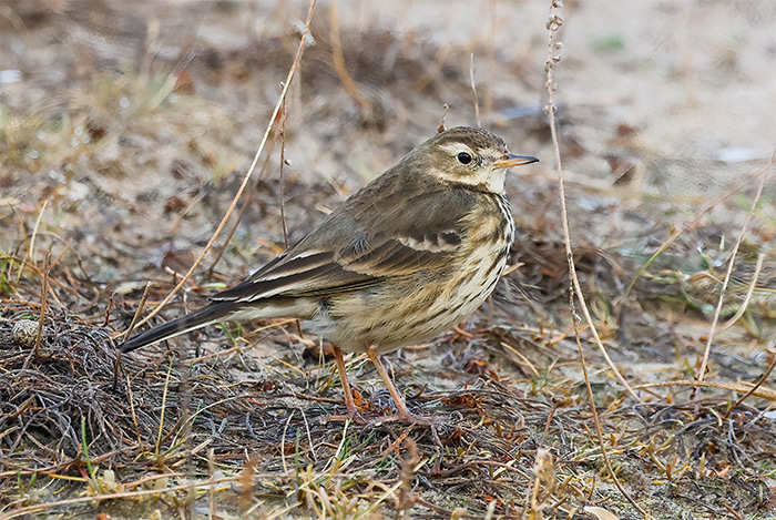 RareBirdAlertUK tweet media