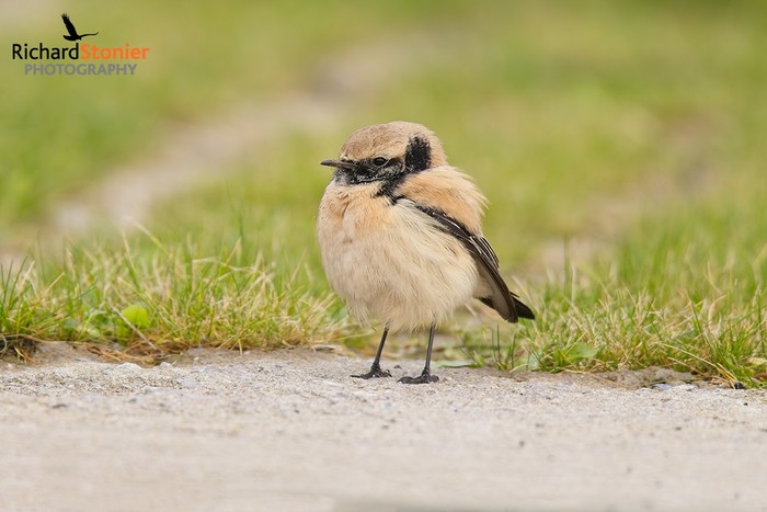 RareBirdAlertUK tweet media