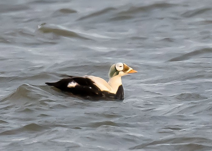 RareBirdAlertUK (@rarebirdalertuk) on Twitter photo Weekly birding round-up: 10 - 16 Jan
rarebirdalert.co.uk/v2/Content/Wee…
Whilst a Booted Eagle drew birders to the south west an uber-rare sea duck in the north sea meant car-loads of birders were going Dutch.
<a href="/dunnjons/">Jon Dunn 🇺🇦</a> reports, read it here rarebirdalert.co.uk/v2/Content/Wee… Weekly birding round-up: 10 - 16 Jan
rarebirdalert.co.uk/v2/Content/Wee…
Whilst a Booted Eagle drew birders to the south west an uber-rare sea duck in the north sea meant car-loads of birders were going Dutch.
<a href="/dunnjons/">Jon Dunn 🇺🇦</a> reports, read it here rarebirdalert.co.uk/v2/Content/Wee…