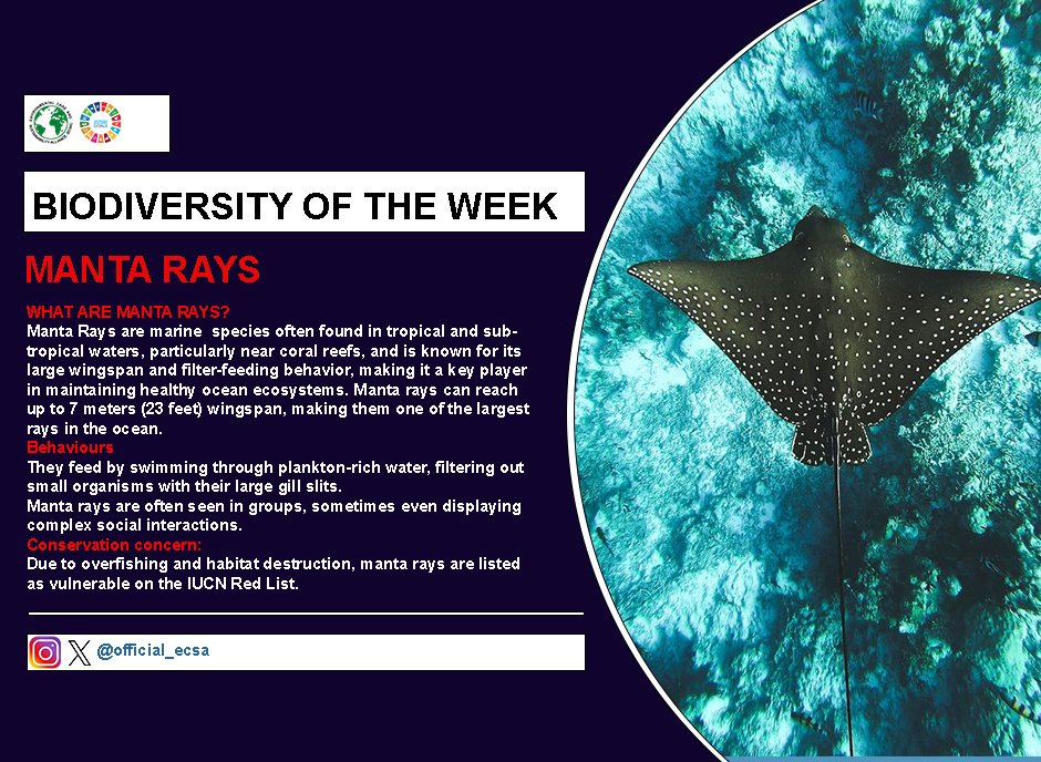 official_ecsa's tweet photo. Did You know that these facts about the Manta Rays? Most importantly did You know the existance of the Manta Rays are threatened by human actions and Climate Change? 

#ecsaGH #biodiversityoftheweek #mantarays #enviromentalcare #sustainability #savetheplanet https://t.co/F5XqVfWw8Z