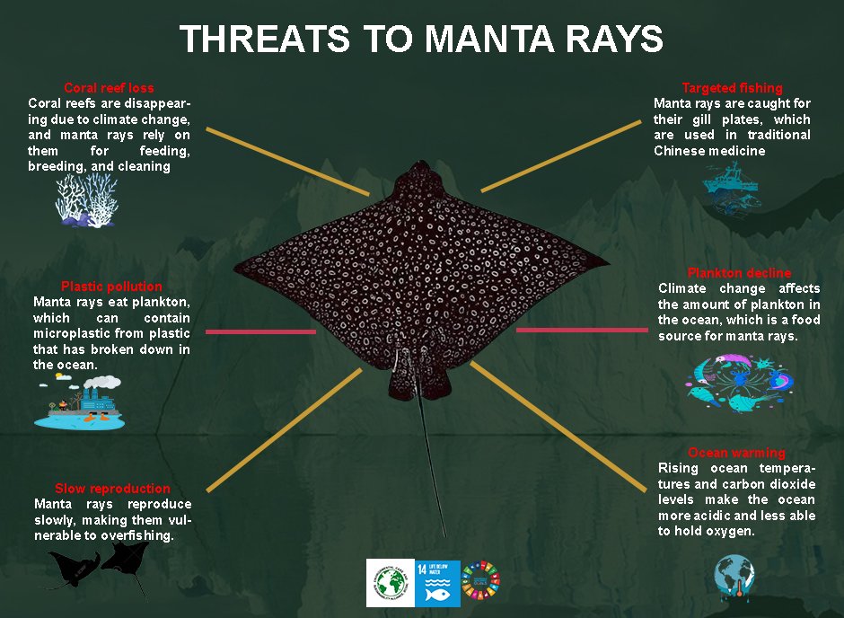 official_ecsa's tweet photo. Did You know that these facts about the Manta Rays? Most importantly did You know the existance of the Manta Rays are threatened by human actions and Climate Change? 

#ecsaGH #biodiversityoftheweek #mantarays #enviromentalcare #sustainability #savetheplanet https://t.co/F5XqVfWw8Z
