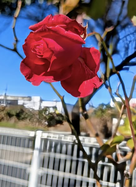 jou562's tweet photo. 咲いたバラ~🌹

#薔薇 #バラ #香り #薔薇園 #バラ園 #出荷 #素敵
#花のある暮らし #花のある生活 #薔薇を飾ろう #薔薇のある暮らし #バラのある暮らし #香りのある暮らし #バラが好き https://t.co/1C8wtwy4R5