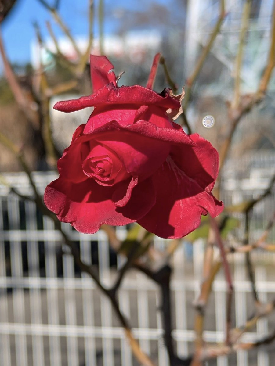 jou562's tweet photo. 咲いたバラ~🌹

#薔薇 #バラ #香り #薔薇園 #バラ園 #出荷 #素敵
#花のある暮らし #花のある生活 #薔薇を飾ろう #薔薇のある暮らし #バラのある暮らし #香りのある暮らし #バラが好き https://t.co/1C8wtwy4R5