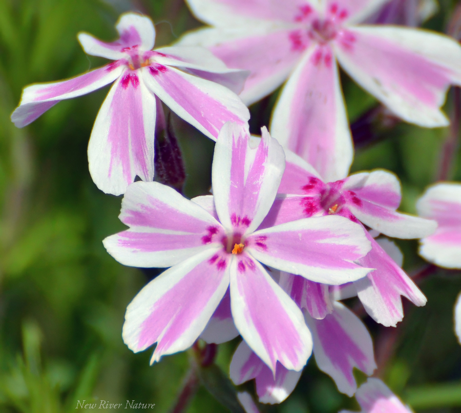 “Words that enlighten the soul are more precious than jewels” ― Hazrat Inayat Khan 

#Flowers #FlowerLover #NewRiverNature #NatureLovers  #NaturePhotography #Phlox #PinkFriday #FridayPink #NatureTherapy