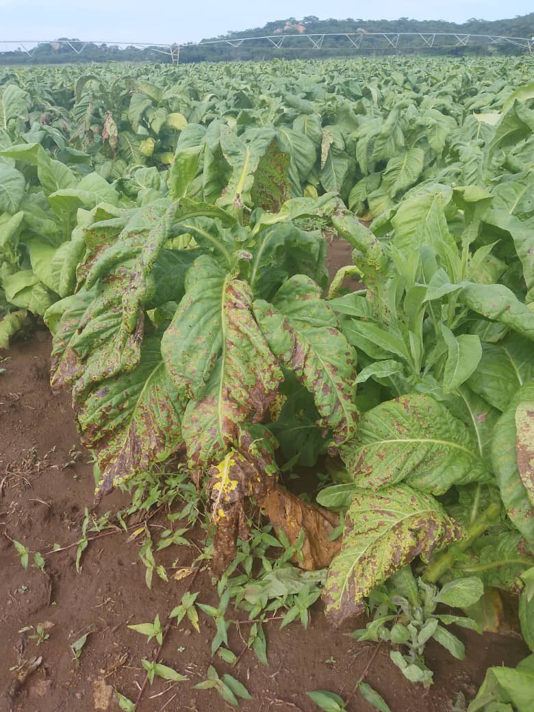 🚨 TIMB Crop Assessment Update: Cases of Angular Leaf Spot (ALS) have been recorded. Symptoms include small, angular or circular yellow/brown lesions &amp; premature leaf drop. Infected plants may exhibit premature aging and severely infected leaves may drop off. This reduces plant