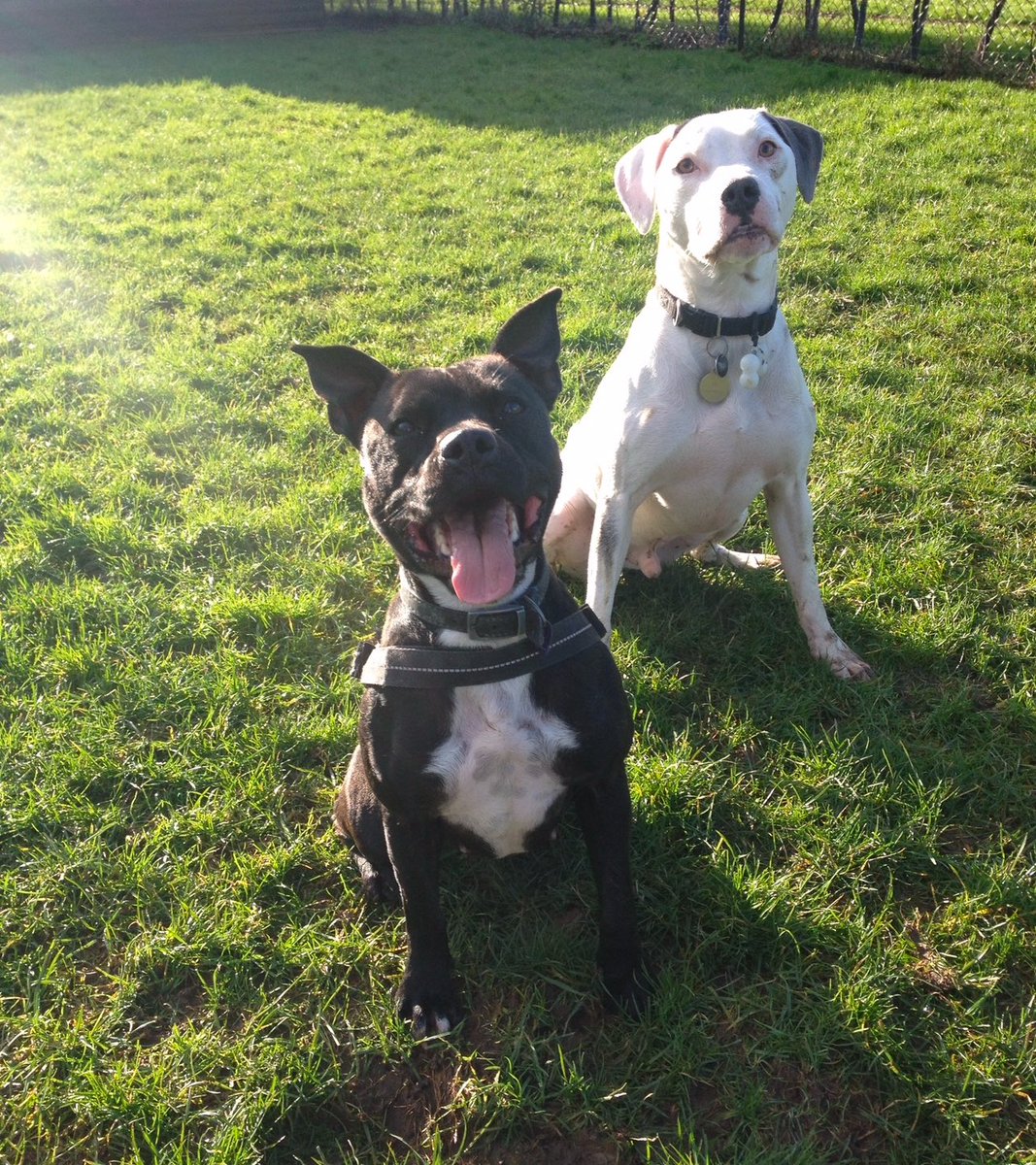 Retired Police Dog Stella the Staffie tweet media