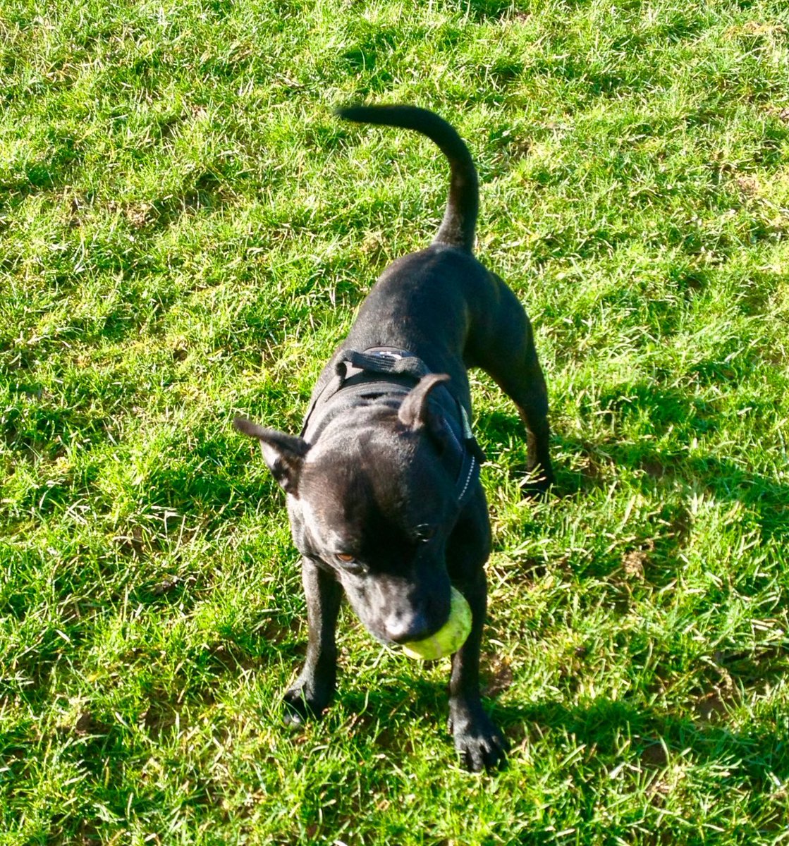 Retired Police Dog Stella the Staffie tweet media