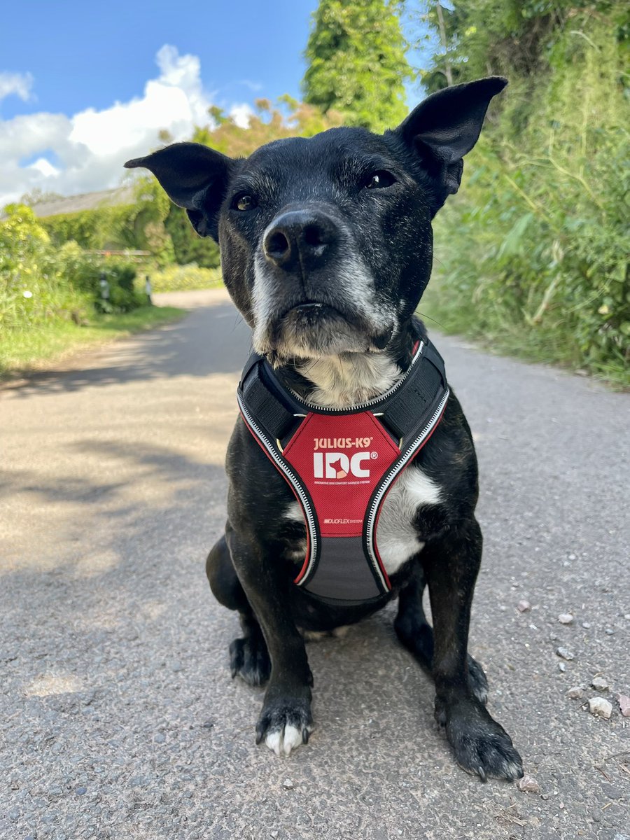 Retired Police Dog Stella the Staffie tweet media