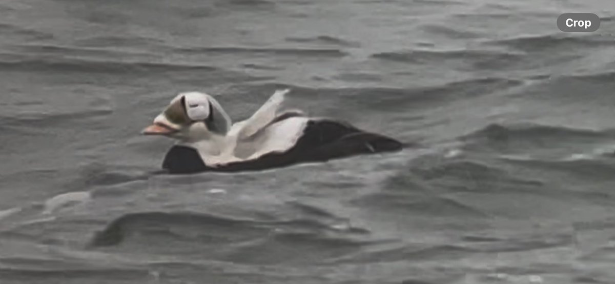 Garry Bagnell tweet media