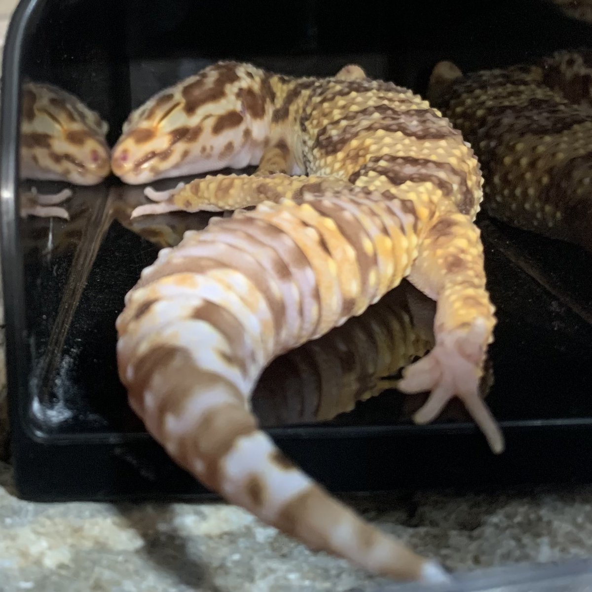 JIGOTE4's tweet photo. 寝相が可愛い🦎 https://t.co/gOvxlNNeVr