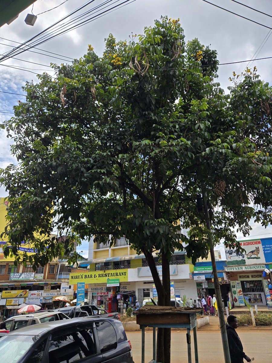 sospii's tweet photo. @KenyaPower_Care   Please check these cables at Kimathi street Nyeri passing inside a tree https://t.co/o66yOZMHk9