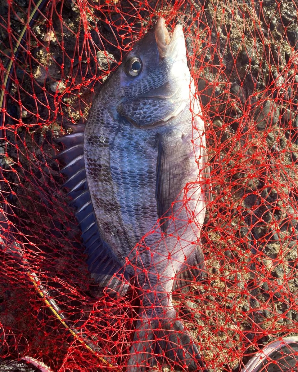 keosreynech's tweet photo. ・
千葉県、金谷港テトラでの寒チヌ狙いで
2枚(37cm、34cm)キャッチ。

遠投の沈め釣りでアタリ出せました。
4枚ハリス切れでバラし。(くやしー)

#フカセ釣り #明鐘岬 #クロダイ  #チヌ #チヌ釣り #メジナ釣り #グレ釣り #磯釣り #地磯釣り #釣り #釣り好きな人と繋がりたい #釣りスタグラム #シマノ https://t.co/0OKrKLgnxG
