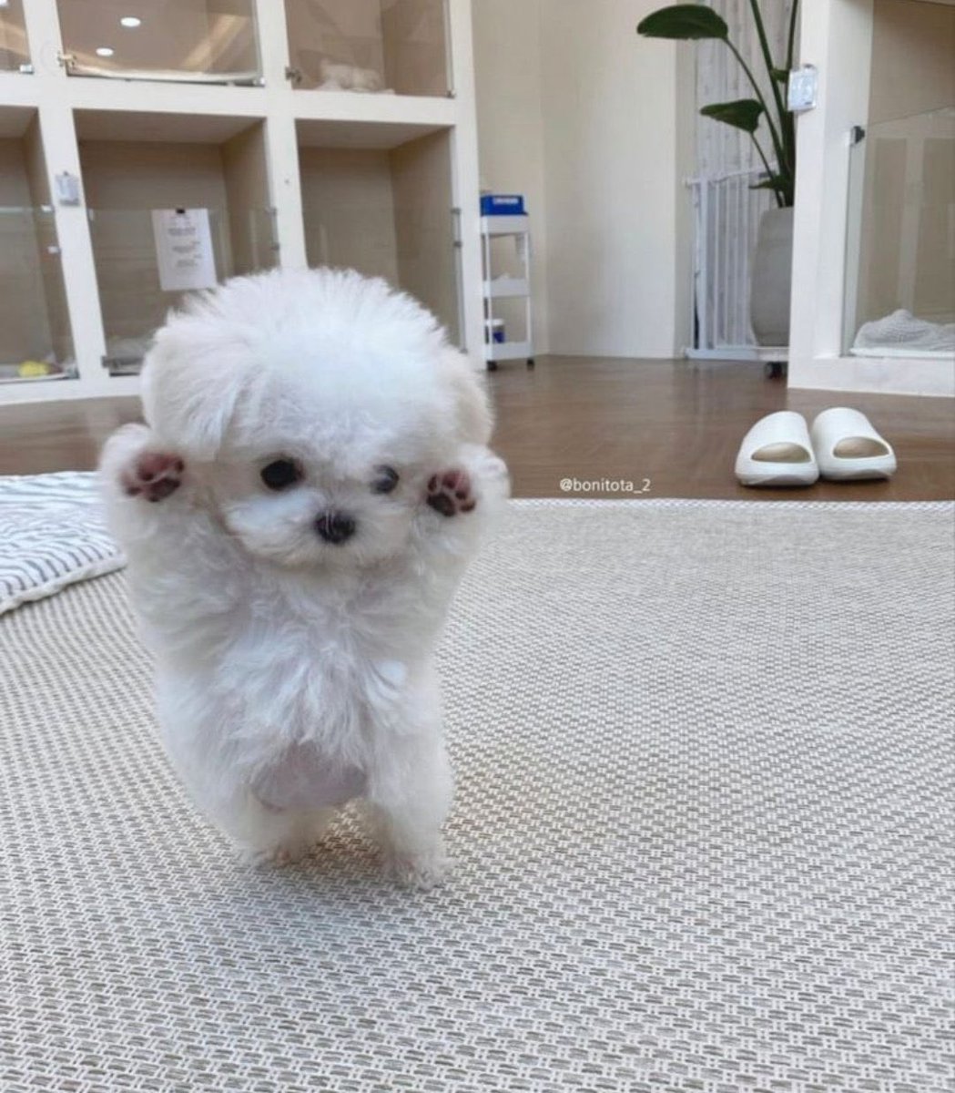 Gekikawa_Dbts's tweet image. 最高に可愛い
二足歩行