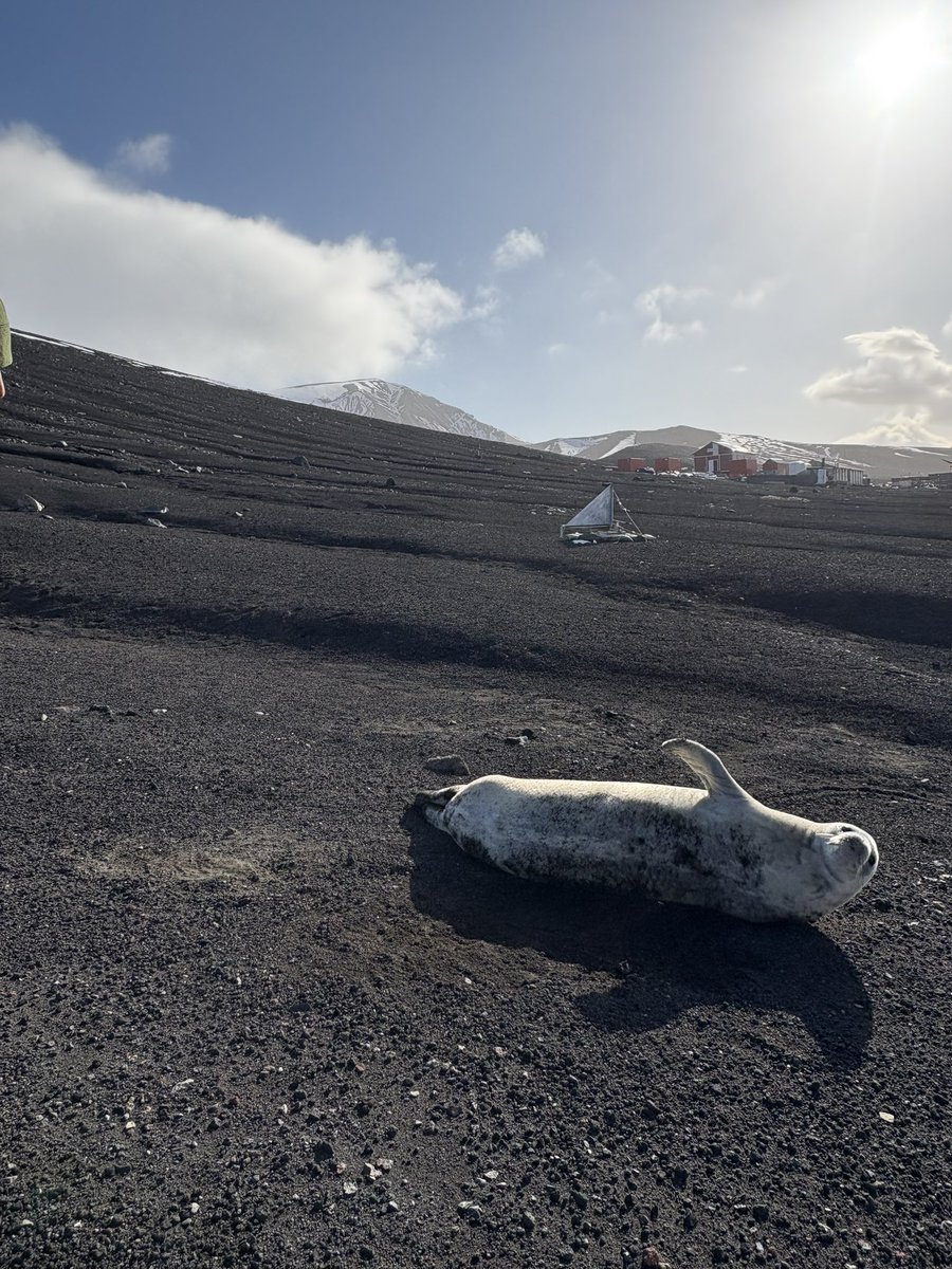 Hoy ha venido a darnos los buenos días a la Base Gabriel de Castilla una foca. 🦭 🥶