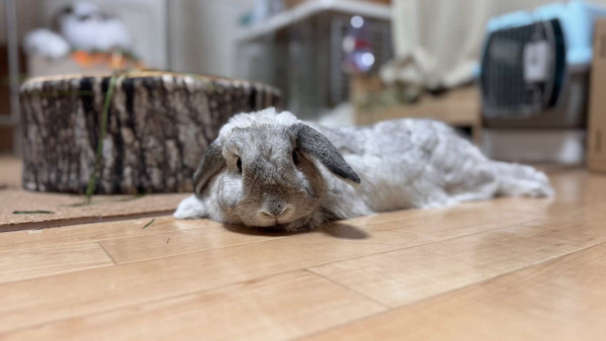 mrluv0530's tweet photo. 本日も可愛いラブち
(基本的に飼い主は親バカ)

 #うさぎのいる暮らし https://t.co/q3dHJ2fHh2