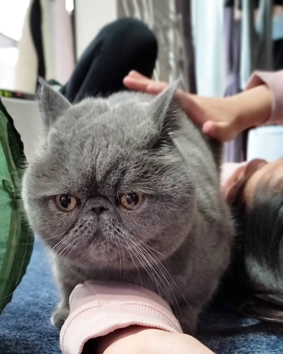 ginto1818's tweet photo. 次女をホールド😄

#エキゾチックショートヘア #ねこすたぐらむ #ねこのいる生活
#猫のいる暮らし #猫好きさんと繋がりたい #ねこのきもち #pecoねこ部 #サンデイ #catst https://t.co/OH1dX6I4KM