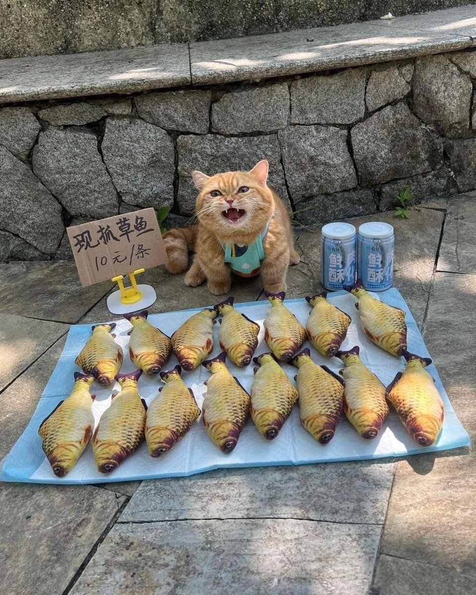cats with jobs 🛠 tweet media