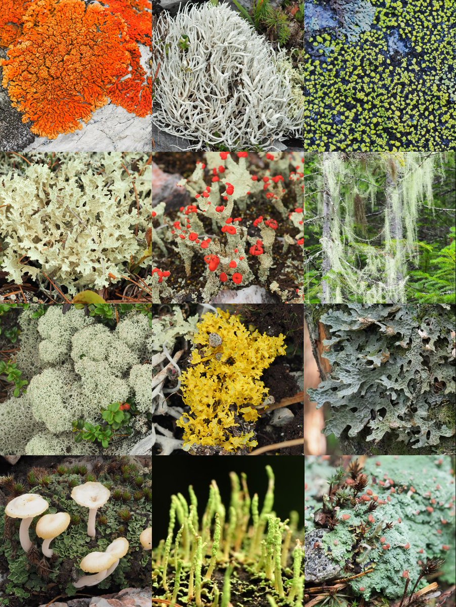 地衣類は綺麗だな☺️✨
#地衣類 #lichen