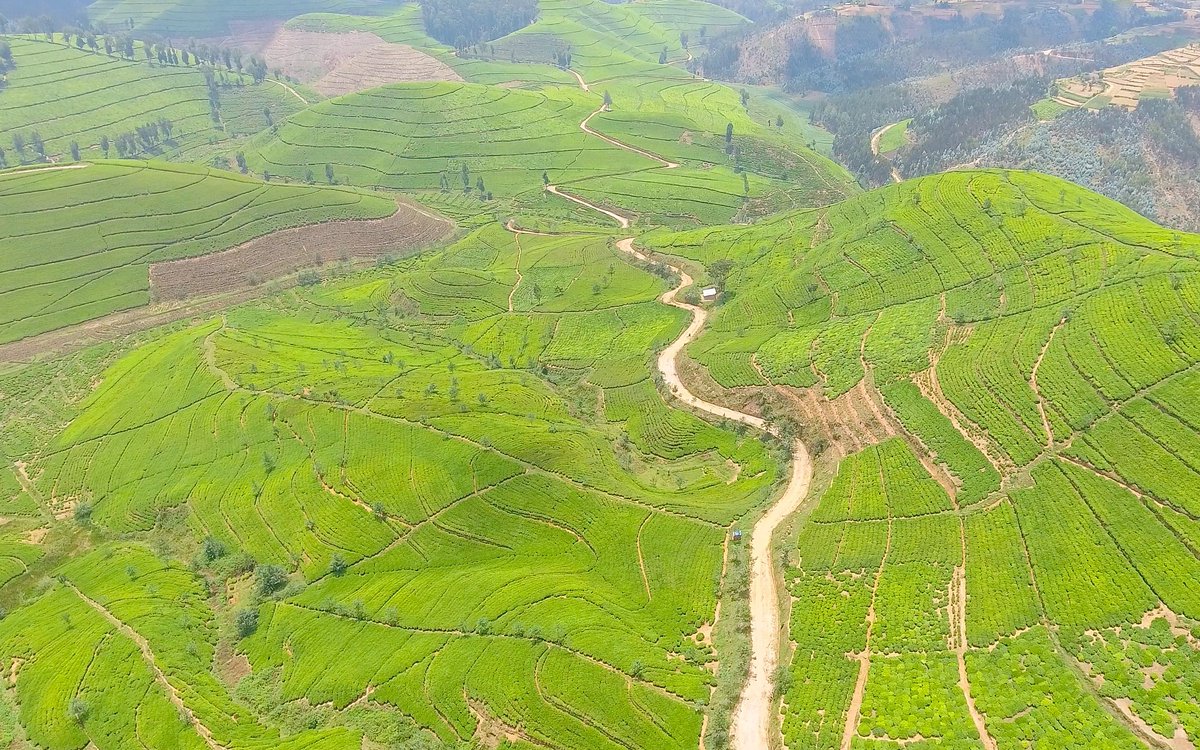 Jean Claude NIYOMUGABO (@jcniyomugabo) on Twitter photo The tea expansion efforts will begin in October 2025, as part of the ongoing Promote Smallholder Agro-Export Competitiveness Project (PSAC).
This project is co-funded by the Government of Rwanda and the International Fund for Agricultural Development (<a href="/IFAD/">International Fund for Agricultural Development</a>), and it aims to The tea expansion efforts will begin in October 2025, as part of the ongoing Promote Smallholder Agro-Export Competitiveness Project (PSAC).
This project is co-funded by the Government of Rwanda and the International Fund for Agricultural Development (<a href="/IFAD/">International Fund for Agricultural Development</a>), and it aims to