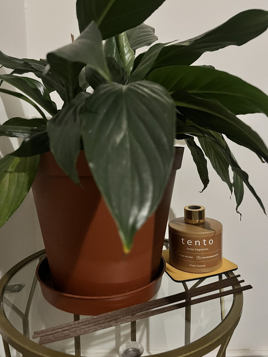 TentoHome's tweet photo. Have you tried our Fruity Coconut fragrance? Top notes are lemon and tangerine, heart notes are coconut and soft citronella, and the base note is pine. This fragrance is so popular, it’s safe to say it is our best seller🥳 https://t.co/j6rSppJEA2