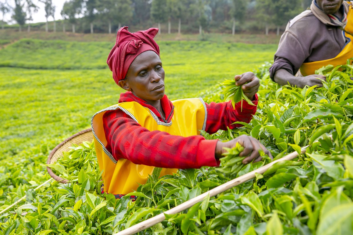 jcniyomugabo's tweet photo. Rwanda’s black tea, particularly the CTC (crush, tear, curl) variety, is regarded as one of the best in the world. 

This type of tea is produced predominantly in Rwanda and is known for its bold flavor and high-quality production standards. 

The tea undergoes rigorous manufacturing processes, which ensures that it meets international quality standards and fetches premium prices either through direct contracts or at auction markets.