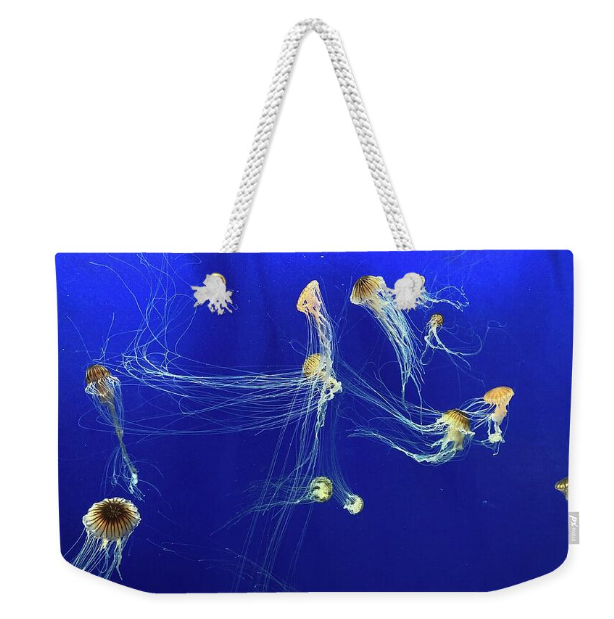 iobjournal@sicb.org tweet media