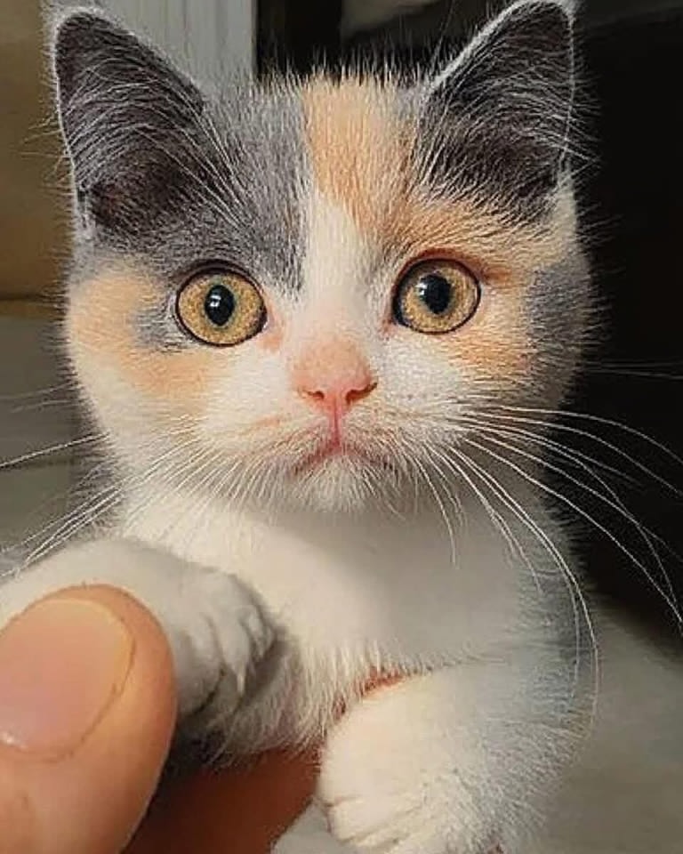 #HudutsuzSevda #zelena #GranHermano #ElvishYadav