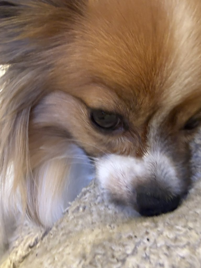 renrenpapillon's tweet photo. 今日もせっせとふみふみタイム♡ https://t.co/iljZzNIuSb