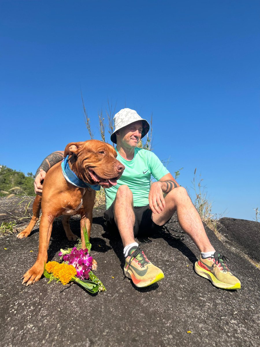 Niall Harbison tweet media