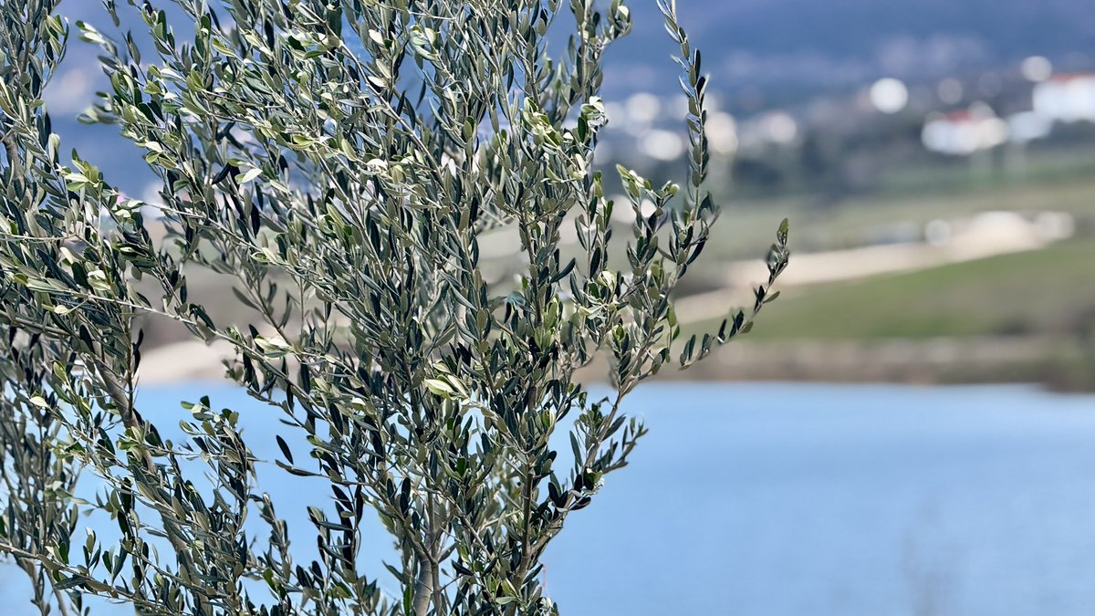 Më shumë pemë 🌳 iu shtuan Tiranës! 💚