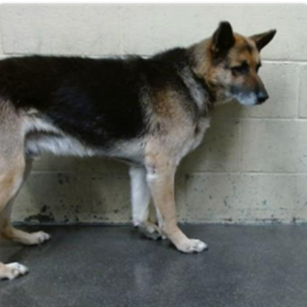 💔SENIOR ALERT💔
Downey #California ACC
15 yo #GermanShepherd SPIKE was just made adoptable. He arrived at the shelter 12-30, so he was chipped &amp; his family never came😢😠. 46 lb. 
Can you #pledge &amp; #FOSTER 4 rescue. more⬇️
#A5671956