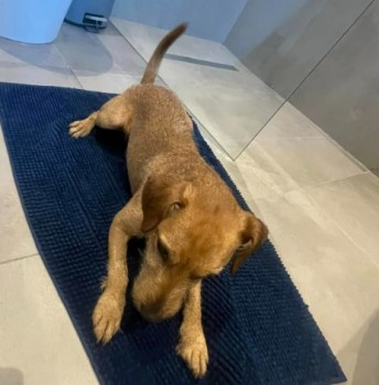millypod1's tweet photo. 🆘16 JAN 2025 #Lost ANDY #ScanMe
Fawn/white Chest Lakeland Terrier Male
Penrhys Avenue- heading up toward Penrhys roundabout and over to #Ystrad #Rhondda #Wales #CF43 https://t.co/62bvayfzkV https://t.co/0EdPI6Ng3S