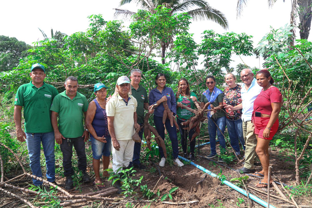 GovernoMA's tweet photo. 🌱 O #GovernoMA segue incentivando à agricultura familiar e agroecológica!

✅ A @AgerpMA realizou a colheita da macaxeira na Unidade de Referência Tecnológica (URT), situada na Comunidade São Brás dos Macacos, (+) https://t.co/8PVBQCb6bQ