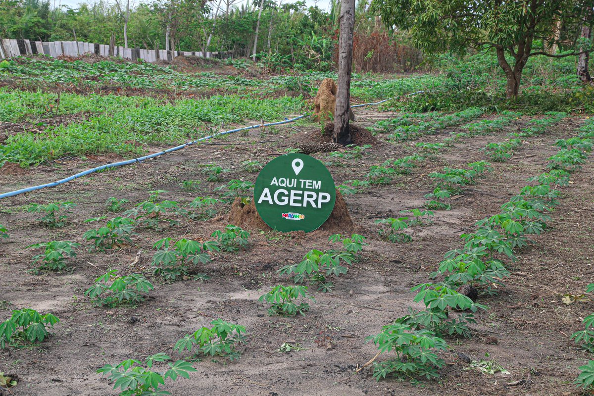 GovernoMA's tweet photo. 🌱 O #GovernoMA segue incentivando à agricultura familiar e agroecológica!

✅ A @AgerpMA realizou a colheita da macaxeira na Unidade de Referência Tecnológica (URT), situada na Comunidade São Brás dos Macacos, (+) https://t.co/8PVBQCb6bQ