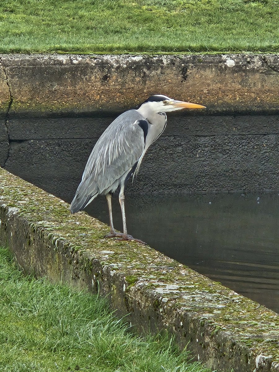 k8glassdesigns's tweet photo. Second set of locks for 2025, with a very obliging heron. Glad to be moving after all the ice! #knowlelocks #electricboats #BearsAfloat #boatsthattweet #Ortomarine #canals https://t.co/eodDtvnUCo