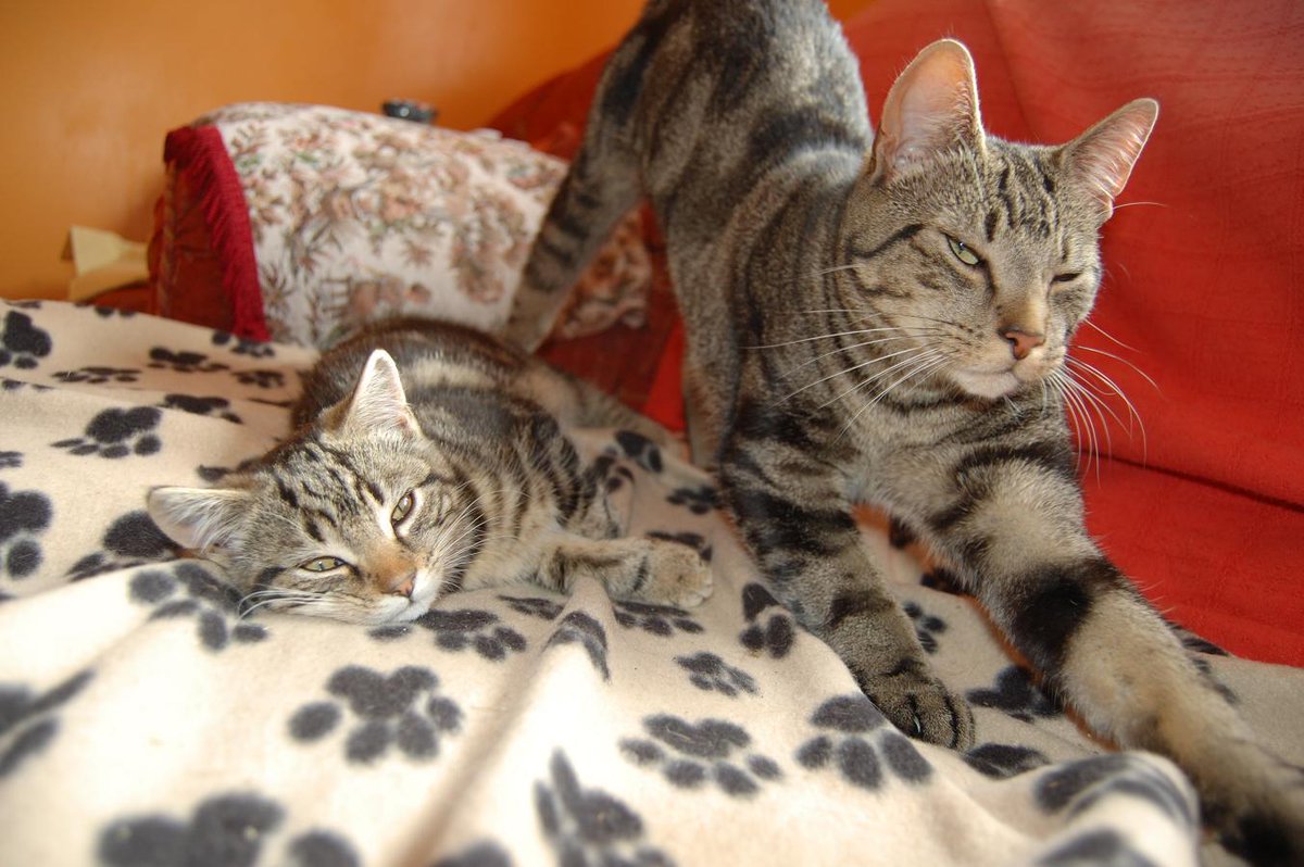 Karen McCabe tweet media