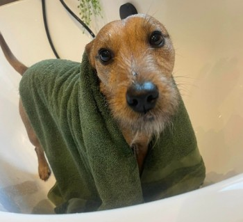 millypod1's tweet photo. 🆘16 JAN 2025 #Lost ANDY #ScanMe
Fawn/white Chest Lakeland Terrier Male
Penrhys Avenue- heading up toward Penrhys roundabout and over to #Ystrad #Rhondda #Wales #CF43 https://t.co/62bvayfzkV https://t.co/0EdPI6Ng3S