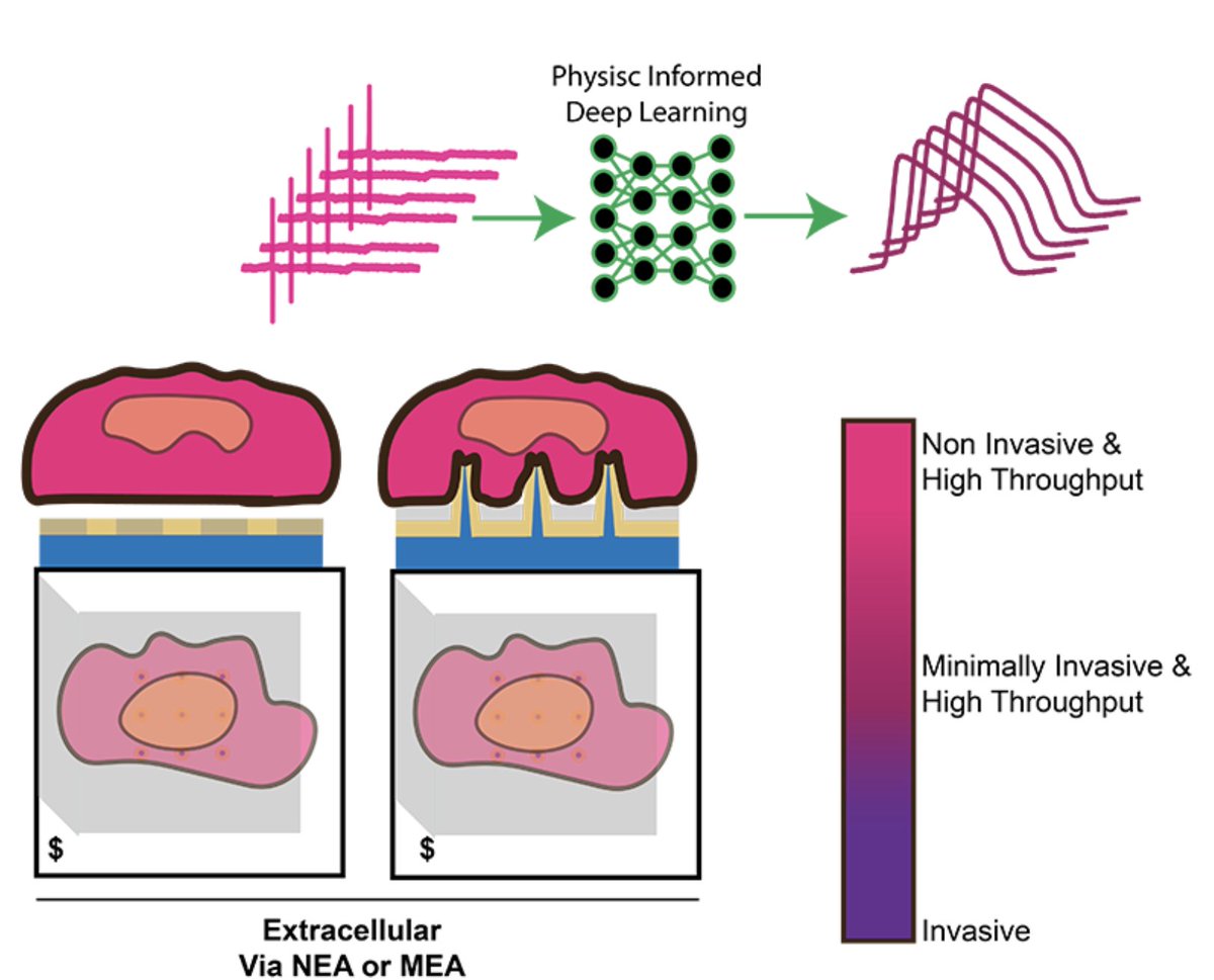 Zeinab Jahed (@zjahed) on Twitter photo Very excited to share our latest work, "Intelligent In-Cell Electrophysiology," just published in <a href="/NatureComms/">Nature Communications</a>!
Many drugs are withdrawn from the market due to harmful effects on the heart, jeopardizing patient safety and costing billions of dollars. In this study, we introduce Very excited to share our latest work, "Intelligent In-Cell Electrophysiology," just published in <a href="/NatureComms/">Nature Communications</a>!
Many drugs are withdrawn from the market due to harmful effects on the heart, jeopardizing patient safety and costing billions of dollars. In this study, we introduce