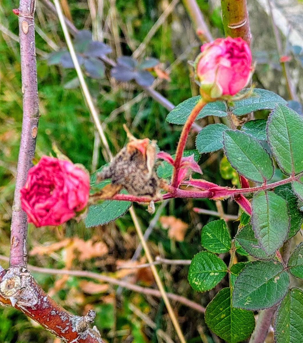 Cousas bonitas que resisten as xiadas. Unha metáfora da vida mesma.