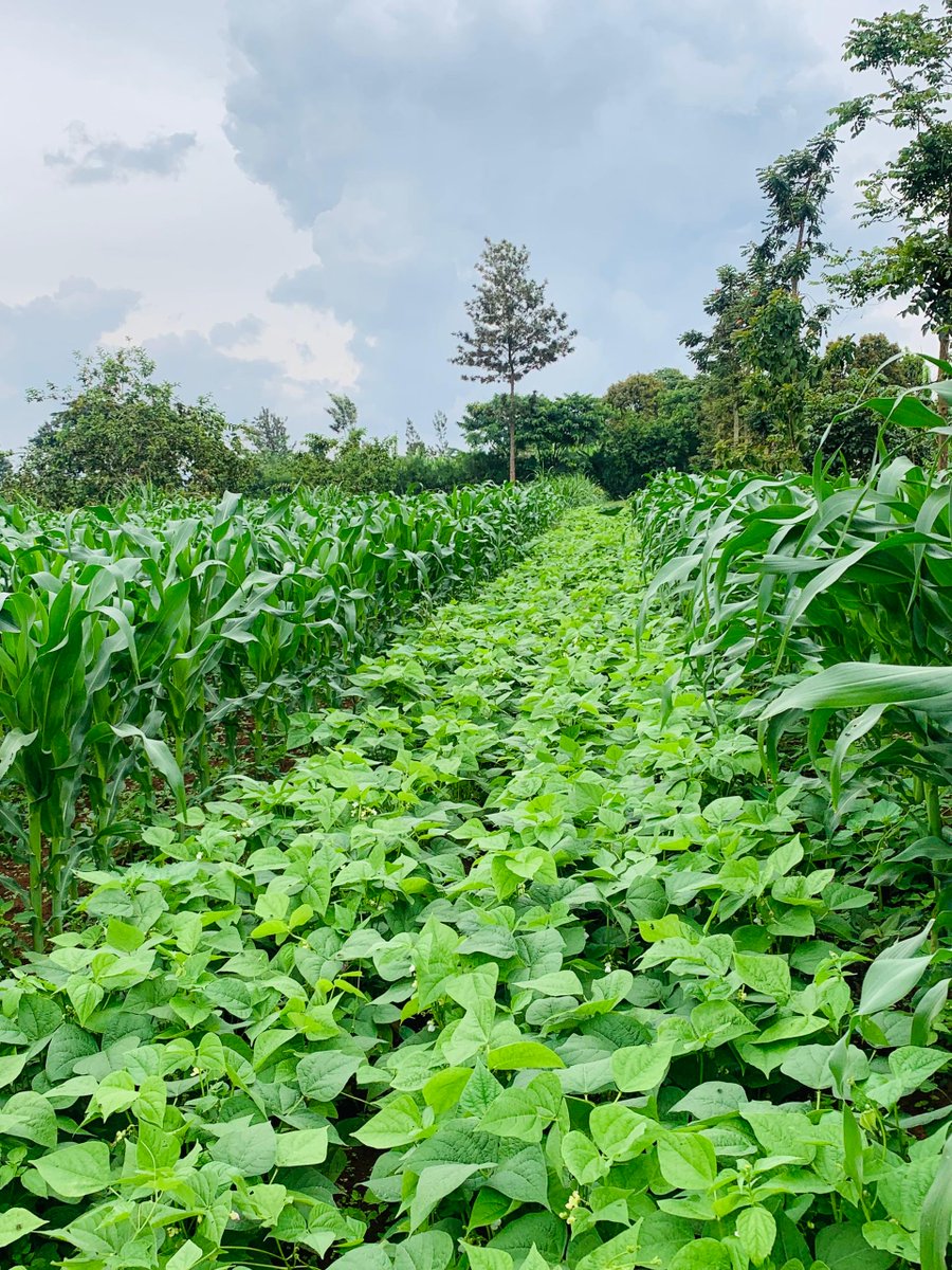 Meet Asman, a Masaka grain farmer! This season, he used the Mbili-Tatu approach for the intercropping system, improving soil quality and pest control. Asman is excited about the increased yield and improved quality of his maize and beans harvest.
