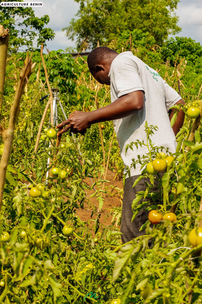 Les grandes choses se réalisent par la succession de petites choses.

Regardez autour de vous, il y a plein de petites affaires dans lesquelles vous pouvez vous développer avec de petits moyens.

Bonne semaine à vous !

#Michité
#agriculture
#agricultureaubenin