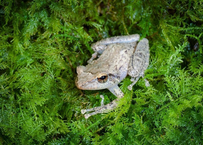 The $Coqui frog  is a Puerto Rican icon—but it’s in danger.

<a href="/NatGeo/">National Geographic</a> 

A THREAD 🧵