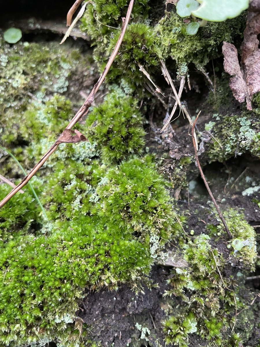LowlandWanderer's tweet photo. Plus a few more fab mosses. Rock pocket-moss, Forked veilwort, mouse tail and maybe capillary thread-moss @Bryophyte_World @Jamiewa50042387 https://t.co/eYUC6mJjHU