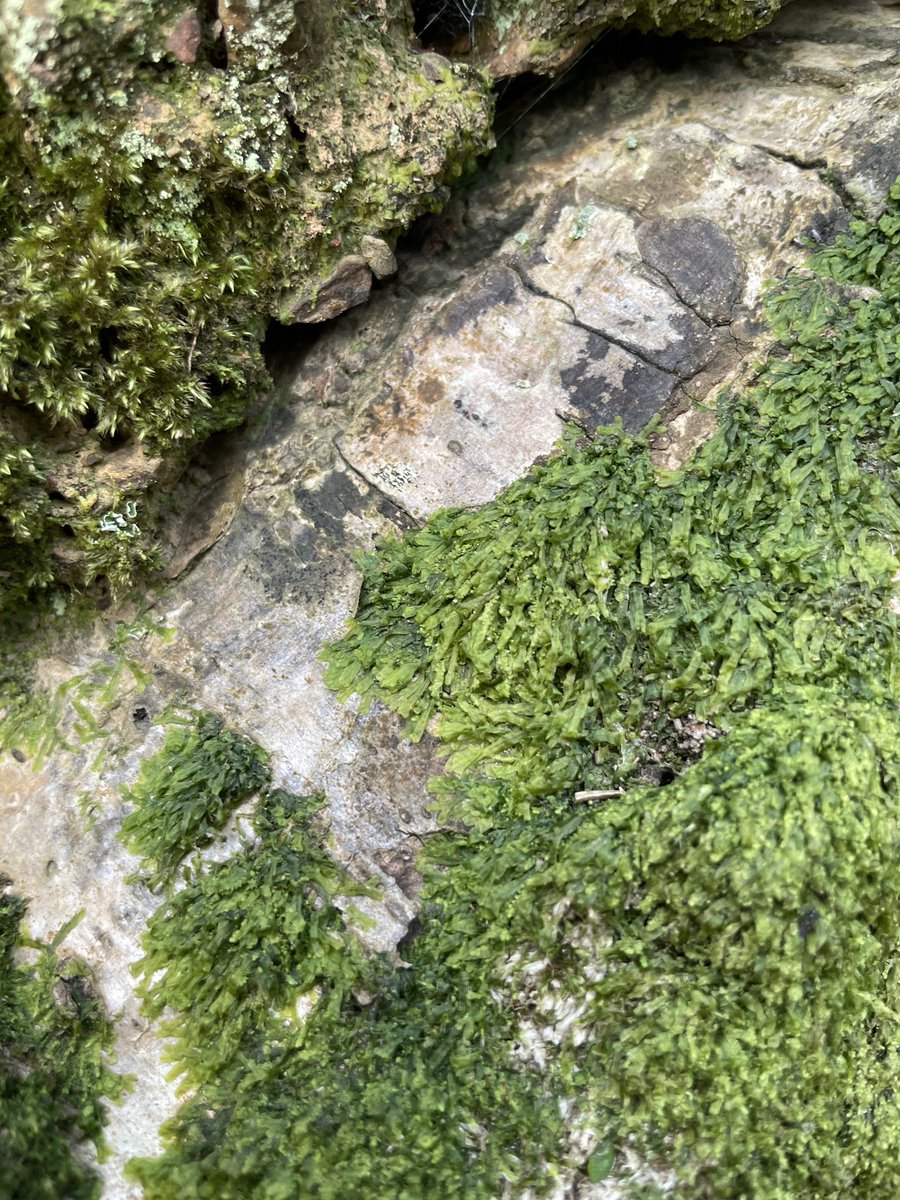LowlandWanderer's tweet photo. Plus a few more fab mosses. Rock pocket-moss, Forked veilwort, mouse tail and maybe capillary thread-moss @Bryophyte_World @Jamiewa50042387 https://t.co/eYUC6mJjHU