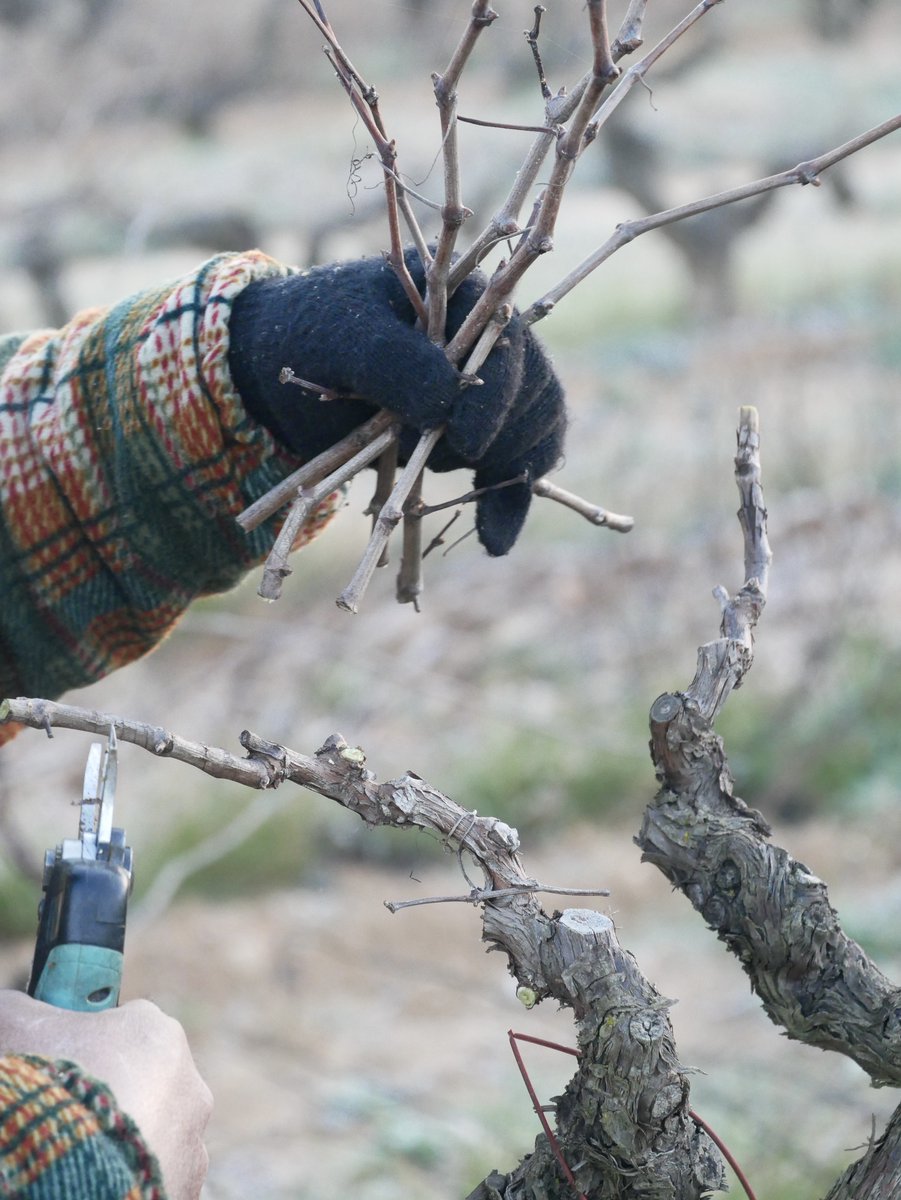 Vins El Cep tweet media